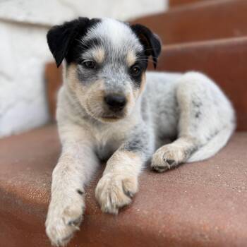Cattle Dog and Australian Cattle Dog Blue Heeler Dogs Available for Adoption in Los Angeles, California - Mick | PetCurious