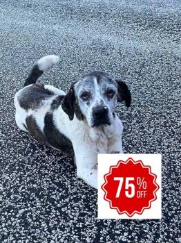 Gertie -  Beagle Dog for Adoption in Bolivar, Missouri - Gertie | PetCurious