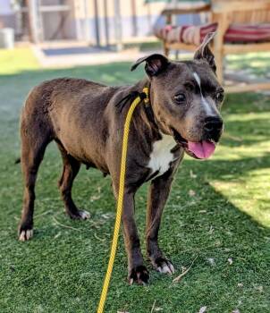 Pit Bull Terrier Dogs Available for Adoption in Ridgecrest, California - KC26-43 | PetCurious