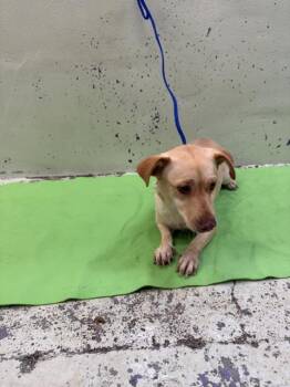 Chihuahua and Mixed Breed Dogs Available for Adoption in Houston, Texas - GRACIE | PetCurious