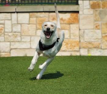 Cosmo -  Shepherd and Mixed Breed Dog for Adoption in North Richland Hills, Texas - Cosmo | PetCurious