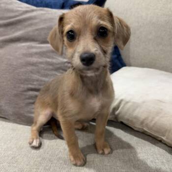 Dorito -  Chihuahua and Dachshund Dog for Adoption in Baton Rouge, Louisiana - Dorito | PetCurious