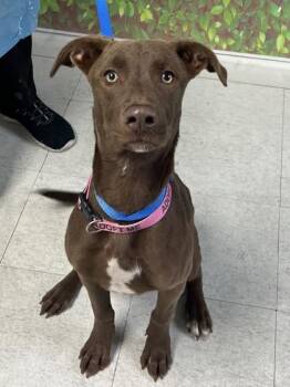 Labrador Retriever and Mixed Breed Dogs Available for Adoption - Camilla | PetCurious