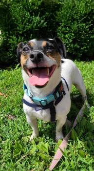 Rescue Terrier and Jack Russell Terrier Dogs for Adoption in Annapolis, Maryland - Waylon | PetCurious