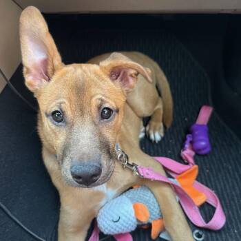 Kenzie - Sponsored Fee -  Shepherd Dog for Adoption in Columbia, Maryland - Kenzie - Sponsored Fee | PetCurious