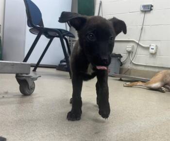 GEORGINA -  German Shepherd Dog and Mixed Breed Dog for Adoption in Grand Prairie, Texas - GEORGINA | PetCurious
