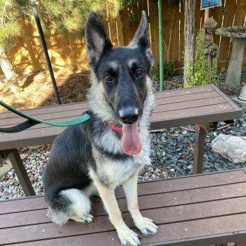 Potato -  German Shepherd Dog Dog for Adoption in Cheyenne, Wyoming - Potato | PetCurious