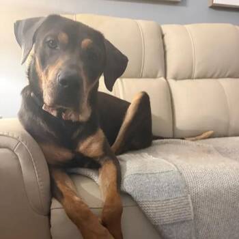 Paisley -  Rottweiler and Mixed Breed Dog for Adoption in Polk, Ohio - Paisley | PetCurious