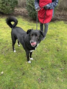 Labrador Retriever and Great Pyrenees Dogs Available for Adoption - Lucy | PetCurious