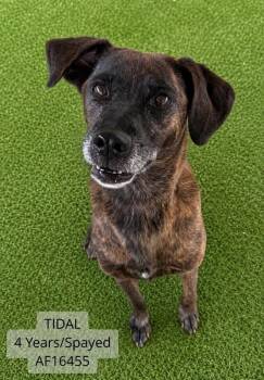 Tidal -  Pit Bull Terrier Dog for Adoption - Tidal | PetCurious
