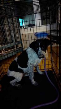 Shepherd and Australian Cattle Dog Blue Heeler Dogs Available for Adoption - Ash | PetCurious