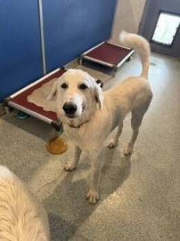 Hawkeye -  Maremma Sheepdog Dog for Adoption in Bartlesville, Oklahoma - Hawkeye | PetCurious
