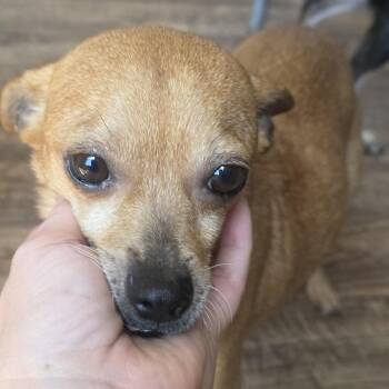 Chihuahua and Mixed Breed Dogs Available for Adoption in Midland, Texas - Marigold | PetCurious