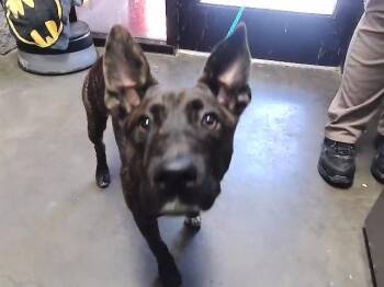 SOLAR -  German Shepherd Dog and Mixed Breed Dog for Adoption in Tulsa, Oklahoma - SOLAR | PetCurious