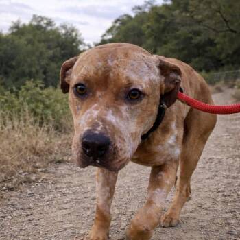 Pit Bull Terrier Dogs Available for Adoption - Valor  | PetCurious