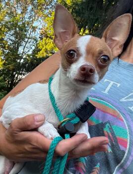 Beyoncé -  Chihuahua Dog for Adoption in Silver Spring, Maryland - Beyoncé | PetCurious