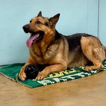 German Shepherd Dog Dogs Available for Adoption in Pasadena, California - Thursday | PetCurious