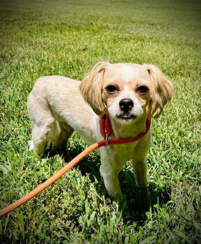 Rescue Shih Tzu and Maltese Dogs for Adoption in Pacolet, South Carolina - Kobe Jul 25 | PetCurious