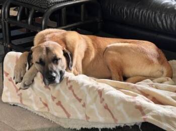 Rocks -  Mixed Breed Dog for Adoption in Chamblee, Georgia - Rocks | PetCurious