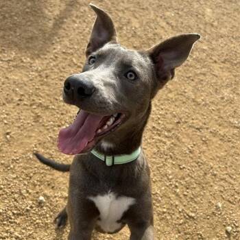 Rescue Mixed Breed Dogs for Adoption in Bentonville, Arkansas - Sonic | PetCurious