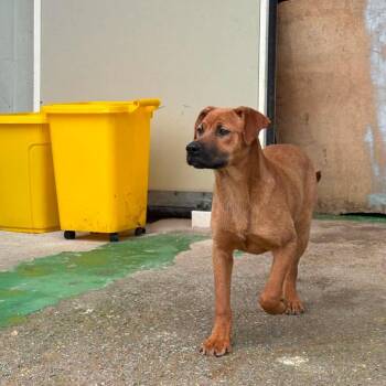 Monet -  Mastiff Dog for Adoption in Northbrook, Illinois - Monet | PetCurious