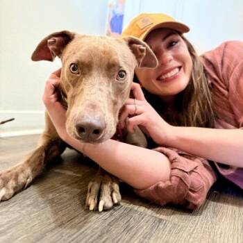 Weimaraner and Labrador Retriever Dogs Available for Adoption -  Lester Pear The Gentle Sweet Boy | PetCurious