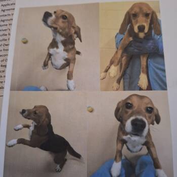 Nillie -  Beagle Dog for Adoption in Hainesville, Illinois - Nillie | PetCurious