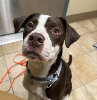 Mixed Breed Dogs Available for Adoption in Troutdale, Oregon - Hollywood (mcas) | PetCurious