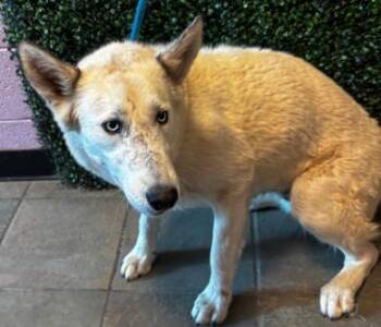 Mixed Breed Dogs Available for Adoption in El Paso, Texas - 60794332 | PetCurious