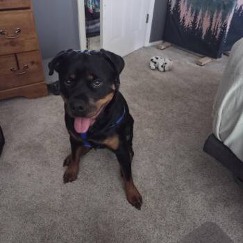 Athena -  Rottweiler Dog for Adoption in Colorado Springs, Colorado - Athena | PetCurious