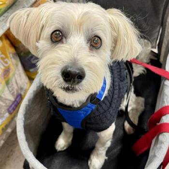Rescue Yorkie Poo Dogs for Adoption in Hilton, New York - Henry | PetCurious