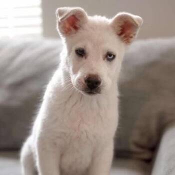Bear -  Shepherd and Mixed Breed Dog for Adoption in Nampa, Idaho - Bear | PetCurious