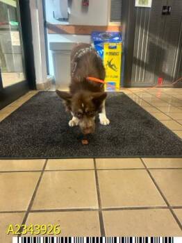 FRAPPE -  Mixed Breed Dog for Adoption in West Palm Beach, Florida - FRAPPE | PetCurious