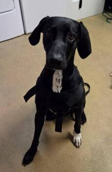Great Dane Dogs Available for Adoption in Fruit Heights, Utah - Ace | PetCurious