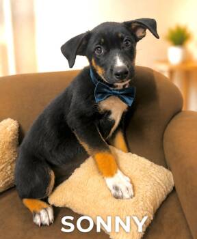 Sonny -  German Shepherd Dog Dog for Adoption in Lucas, Texas - Sonny | PetCurious