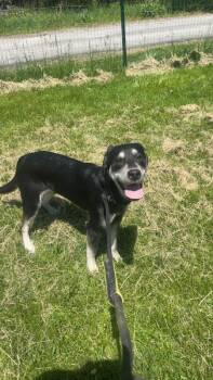 Nubian -  Hound and Mixed Breed Dog Available for Adoption in Cortland, New York - Nubian | PetCurious