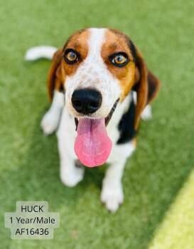 Huck -  Hound Dog for Adoption - Huck | PetCurious