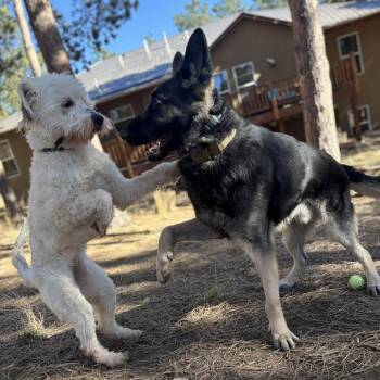Iris -  Standard Poodle and Mixed Breed Dog for Adoption in Colorado Springs, Colorado - Iris | PetCurious
