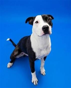 Mixed Breed Dogs Available for Adoption in Jacksonville, Florida - BANDIT | PetCurious