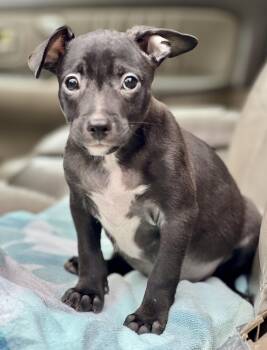 Rescue Mixed Breed Dogs for Adoption in Mount Pleasant, South Carolina - Finn | PetCurious