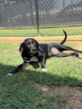 Twinkie -  Labrador Retriever Dog for Adoption - Twinkie | PetCurious