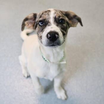 Harrison -  Collie Dog for Adoption in Briarcliff Manor, New York - Harrison | PetCurious