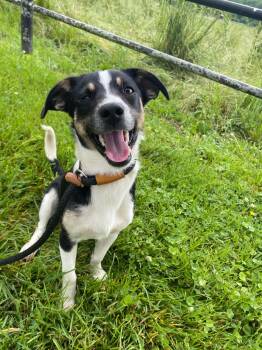 Beagle Dogs Available for Adoption in Richmond, Kentucky - Smolder | PetCurious