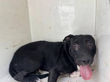 KASH -  Pit Bull Terrier and Mixed Breed Dog for Adoption - KASH | PetCurious