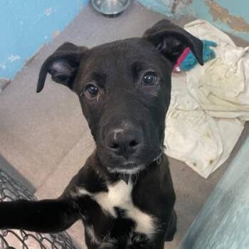Rottweiler Dogs Available for Adoption in Flagstaff, Arizona - Touchstone  | PetCurious
