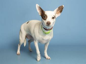 MAMMA -  Chihuahua Dog for Adoption in Phoenix, Arizona - MAMMA | PetCurious