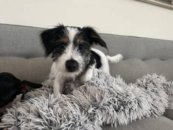 Max -  Terrier and Jack Russell Terrier Dog for Adoption in Bradenton, Florida - Max | PetCurious