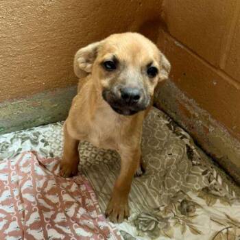 Whitney -  Mixed Breed Dog for Adoption in Oakland, California - Whitney | PetCurious