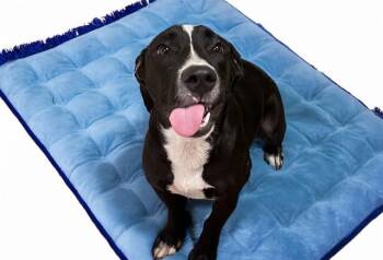 GROMIT -  Labrador Retriever and Mixed Breed Dog for Adoption in Fort Lauderdale, Florida - GROMIT | PetCurious