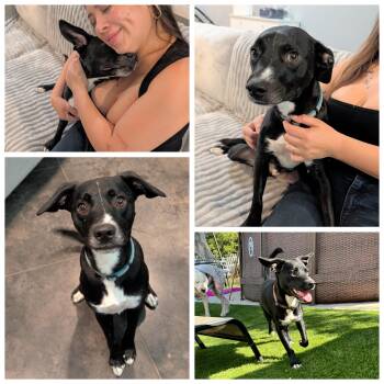 Australian Cattle Dog Blue Heeler and Mixed Breed Dogs Available for Adoption in Bastrop, Texas - Astro (27lb) | PetCurious